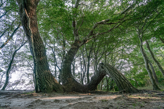 Crooked tree as part of the fairy forest on Ruegen island