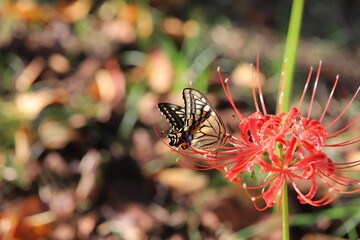 ヒガンバナの蜜を吸うアゲハチョウ