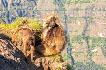 Gelada baboons (Theropithecus Gelada) on a cliff, Simien mountains national park, Amhara region, North Ethiopia