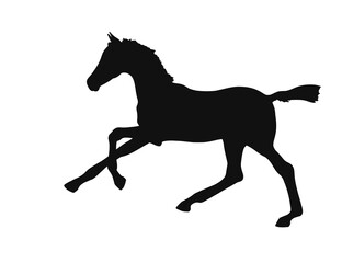 Fototapeta na wymiar Small foal run gallop on white background, vector silhouette