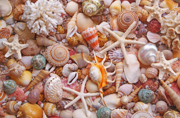 Lots of amazing seashells and starfishes mixed	