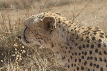 Photo Taken in Lion and Rhino Reserve, Krugersdorp