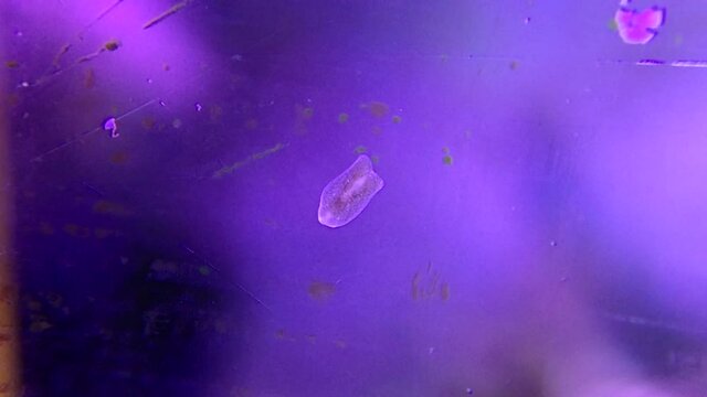 4K Footage of Ghost flatworm - Maricola (Planarian) triclad flatworms in reef aquarium glass