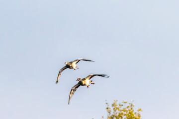 Geese flying over a little lake called Sieglarer See in Germany at a cloudy day in autumn.