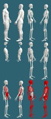 12 high detailed renders in 1, mans body with skeleton and organs - hospital colored study concept - cg medical 3D illustration isolated on blue