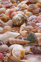 Seashells background, sea shells collection	