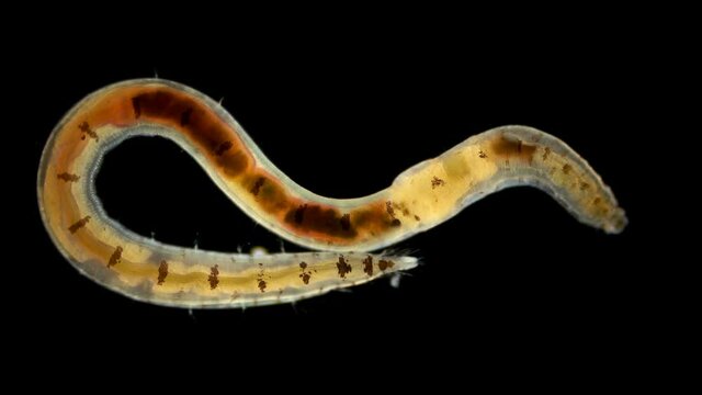 Polychaeta Polyophthalmus sp. worm under a microscope, Ophelliidae family, burrowing detritivore, specimen found in the Black Sea