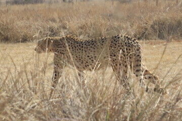 Photo Taken in Lion and Rhino Reserve, Krugersdorp