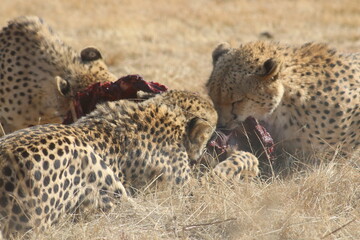 Photo Taken in Lion and Rhino Reserve, Krugersdorp