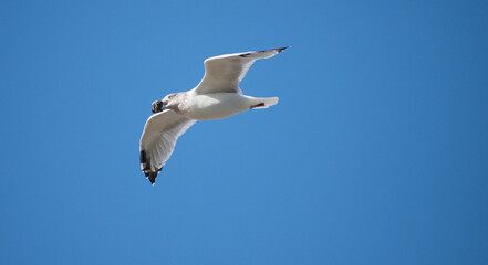 Herring Gull flying with a live mussel & a blue sky background. 