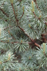 Pine leaves as a background