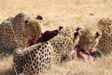 Photo Taken in Lion and Rhino Reserve, Krugersdorp