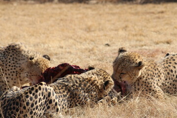 Fototapeta premium Photo Taken in Lion and Rhino Reserve, Krugersdorp