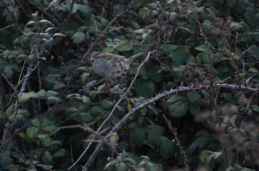 Female House sparrow eating blackberries, surrounded by leaves, brambles and thorns.