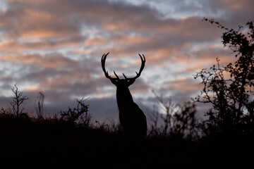 silhouette of a deer during sunrise