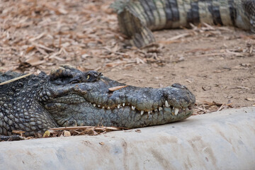 Obraz premium The Crocodile stand by waiting for food.