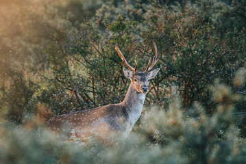 deer in the morning sun light