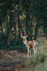 deer standing on path in the woods