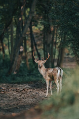 Naklejka na ściany i meble deer standing on path in the woods