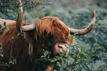 scottish highland cow close up - obrazy, fototapety, plakaty