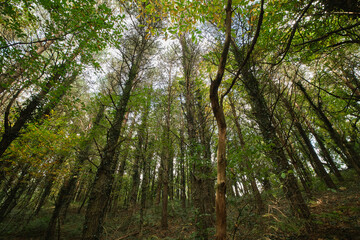 Fototapeta premium trees in the forest