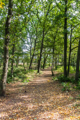 Forest path in Appelbergen nature reserve during autumn