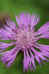 Obraz premium purple flower with a green background