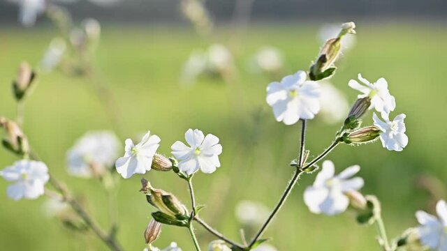 Slow motion white campion flower