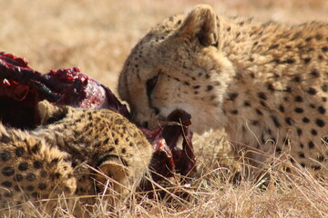 Photo Taken in Lion and Rhino Reserve, Krugersdorp