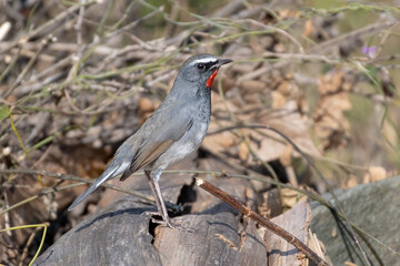 White-tailed rubythroat (Calliope pectoralis), a member of the Muscicapidae family, photographed in Sattal, Uttarkhand, India