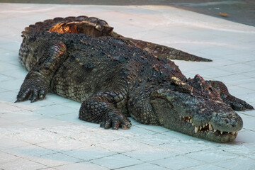 The Crocodile stand by waiting for food.