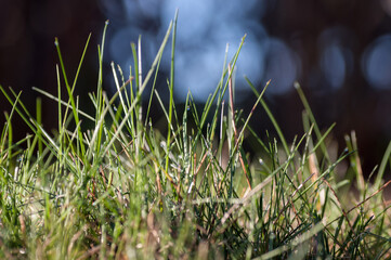 grass