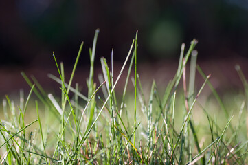 grass