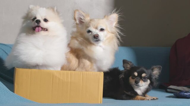 three dogs lap dog chihuahua and pomeranian dog sit relax in card board box smile with tongue on sofa