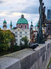 Fototapeta premium Morning bird on Charles Bridge in Prague