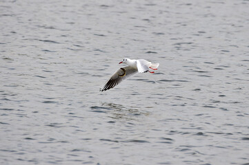 A black-headed gull, Larus ridibundus.