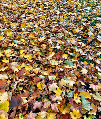 Fallen red-yellow autumn leaves lying on the ground