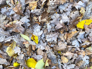 The fallen yellowed leaves. Macro. Autumn background