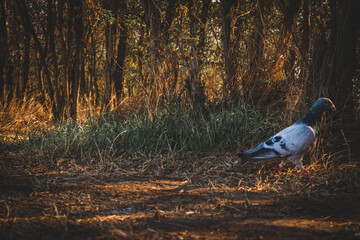 Beautiful motley pigeon walking on the  ground, near by Shabla town, Bulgaria, shot in the second half of September 2020