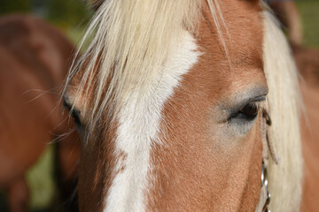 occhi cavallo cavalli 