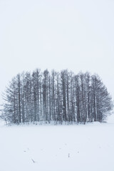 冬の丘の上のカラマツ林
