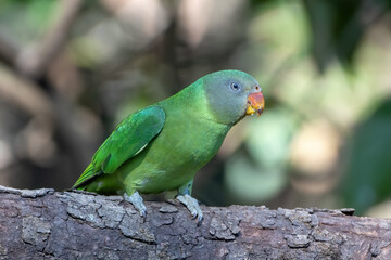 Slaty-headed Parakeet (Psittacula himalayana) photographed in Sattal, Uttarakhand,India