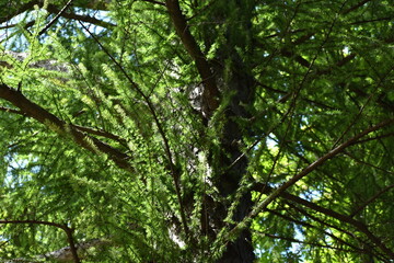 Fototapeta premium The pine tree with the soft sunlight in Sapporo Japan