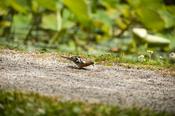 Common chaffinch on the ground in the park. Bird in nature