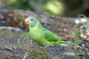 Slaty-headed Parakeet (Psittacula himalayana) photographed in Sattal, Uttarakhand,India