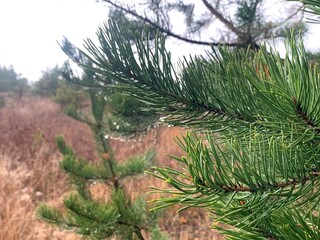 autumn needles tree branches nature forest cloudy day