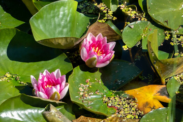 fleurs de nénuphar
