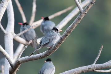 Black Bulbul (Hypsipetes leucocephalus), a member of the bulbul family of passerine birds, photographed in Sattal, India