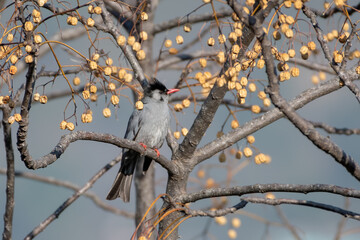 Black Bulbul (Hypsipetes leucocephalus), a member of the bulbul family of passerine birds, photographed in Sattal, India