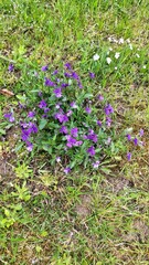 flowers in the garden